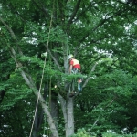 BaumklettererPonlach (2)