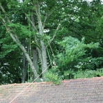 BaumklettererPonlach (4)