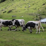 Faschingsbande Ahrntal 2017IMG_3958