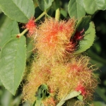 BadPirawarth (23)
