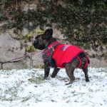 Barbaramarkt2017IMG_3533