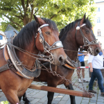 BR-Radltour-in-TS-Ziel-2023_MG_7858-Kopie