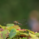 Entenrennen-2024IMG_4934