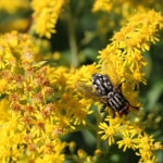 Neukirchen-2019IMG_4327