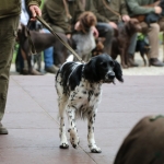 JagdhundeBurg2018IMG_0659