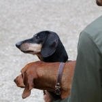 JagdhundeBurg2018IMG_0685