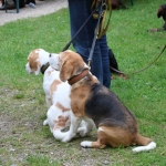 JagdhundeBurg2018IMG_0689