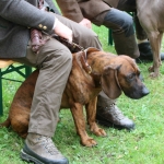 JagdhundeBurg2018IMG_0706
