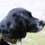 JagdhundeBurg2018IMG_0714