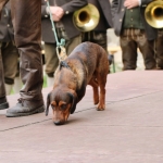JagdhundeBurg2018IMG_0733