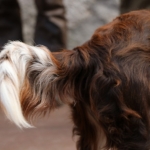 JagdhundeBurg2018IMG_0772