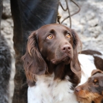JagdhundeBurg2018IMG_0774