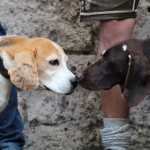 JagdhundeBurg2018IMG_0775