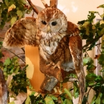 JagdtiereAusstellungBurg2018IMG_0907