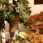 JagdtiereAusstellungBurg2018IMG_0910