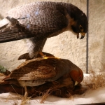 JagdtiereAusstellungBurg2018IMG_0912