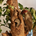 JagdtiereAusstellungBurg2018IMG_0926
