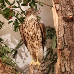 JagdtiereAusstellungBurg2018IMG_0930