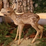 JagdtiereAusstellungBurg2018IMG_0935