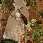 JagdtiereAusstellungBurg2018IMG_0936
