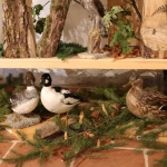 JagdtiereAusstellungBurg2018IMG_0937