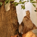 JagdtiereAusstellungBurg2018IMG_0941