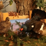 JagdtiereAusstellungBurg2018IMG_0943