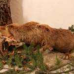 JagdtiereAusstellungBurg2018IMG_0945