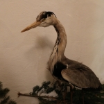 JagdtiereAusstellungBurg2018IMG_0948