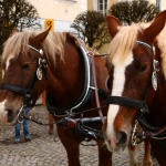 Josefimarkt2017 (28)