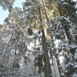 Krippenfeier-Meggenthal-2026IMG_9493