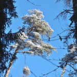 Krippenfeier-Meggenthal-2026IMG_9625