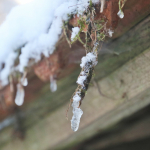 Krippenfeier-Meggenthal-2026IMG_9658