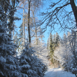 Krippenfeier-Meggenthal-2026IMG_9666