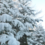 Krippenfeier-Meggenthal-2026IMG_9700