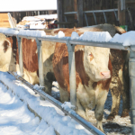 Krippenfeier-Meggenthal-2026IMG_9718