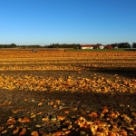 KürbisernteLedernr2018IMG_0007