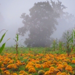 KürbisernteLedernr2018IMG_1185