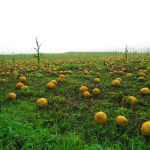 KürbisernteLedernr2018IMG_1198