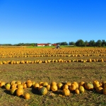 KürbisernteLedernr2018IMG_1577