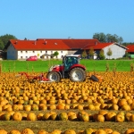 KürbisernteLedernr2018IMG_1578