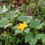 KürbisernteLedernr2018IMG_7833