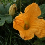 KürbisernteLedernr2018IMG_7843