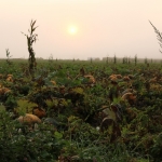 KürbisernteLedernr2018IMG_7884