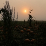 KürbisernteLedernr2018IMG_7889 SH