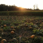 KürbisernteLedernr2018IMG_7919