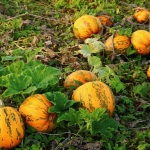 KürbisernteLedernr2018IMG_7922