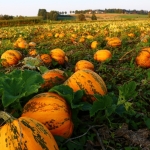 KürbisernteLedernr2018IMG_7925