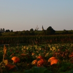 KürbisernteLedernr2018IMG_7932