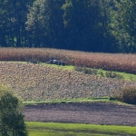 KürbisernteLedernr2018IMG_9805